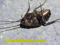 /home//u458753944/public_html/sourcegallery//Insects and small critters/roaches (Blattodea)/P1060840.JPG